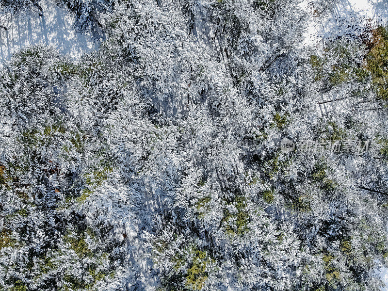 白雪覆盖的松树