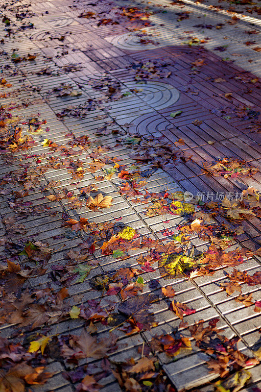 秋天的早晨，人行道上满是落叶。Alcorcon,马德里,西班牙。