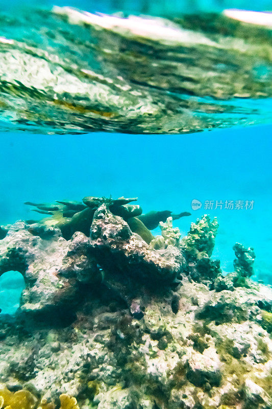 充满活力的水下珊瑚和蓝绿色海洋中的海洋生物，海底的海洋生物