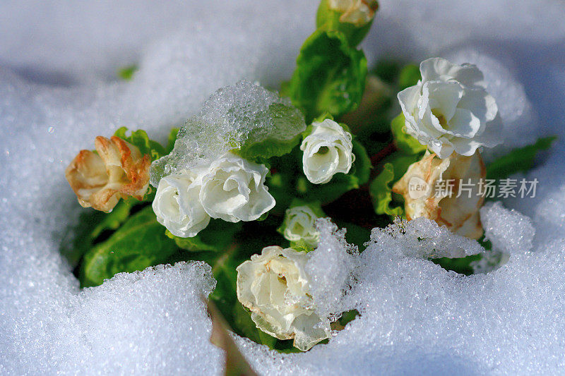 冬天花在盛开勇敢的雪:报春花朱利安