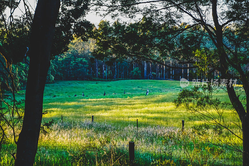 夏天有袋鼠的田野。