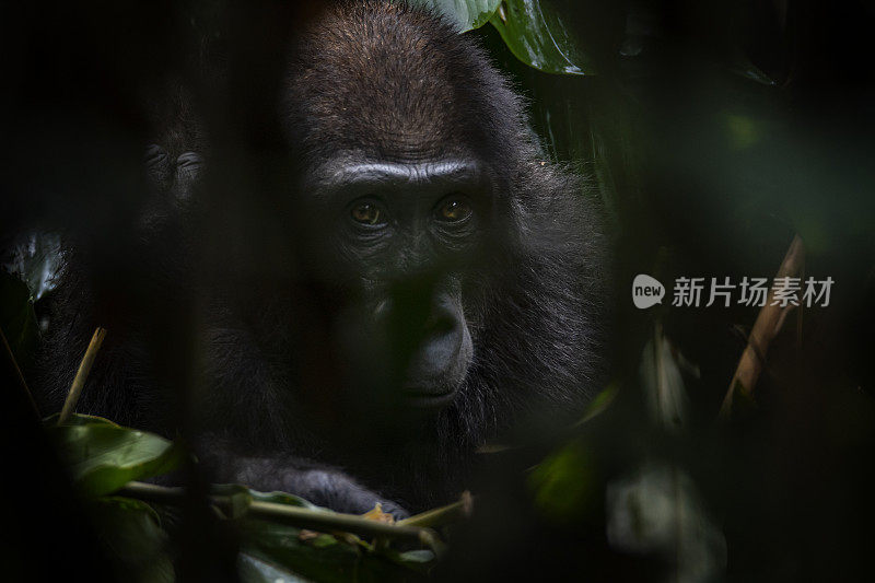 刚果西部低地大猩猩的野生动物肖像