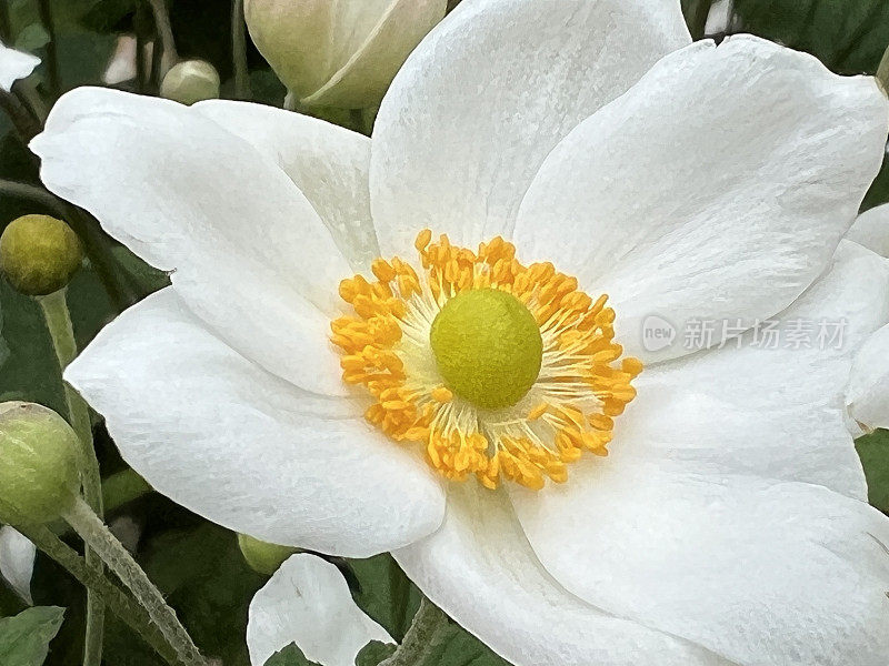 白色日本银莲花