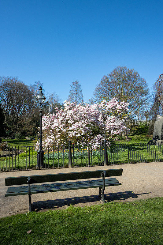 伦敦海德公园木兰花树附近的公园长椅