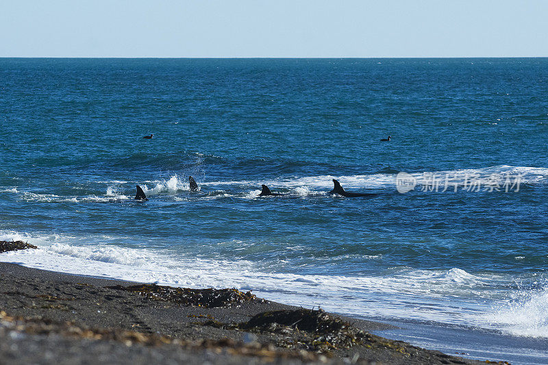 猎杀海狮的逆戟鲸，瓦尔德斯半岛，联合国教科文组织世界遗产，阿根廷巴塔哥尼亚。