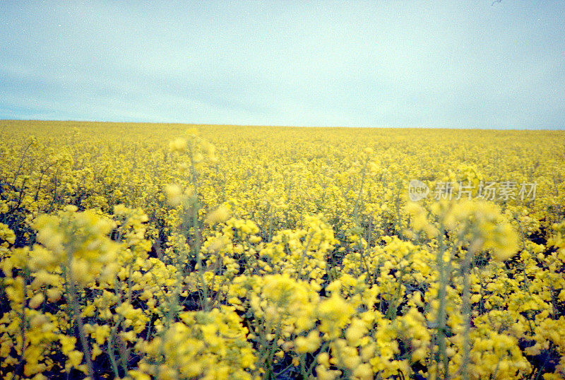 开花油菜籽，35mm