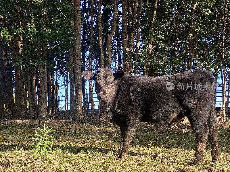 牧场上的黑色安格斯小牛