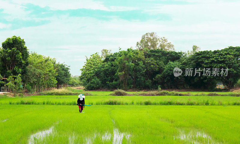 农民在稻田使用肥料喷洒器。这个人在农田里喷洒化肥以增加稻田的产量