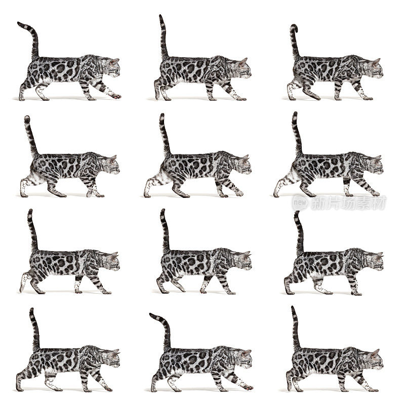 许多位置的银孟加拉猫行走，侧视图，容易做一个GIF