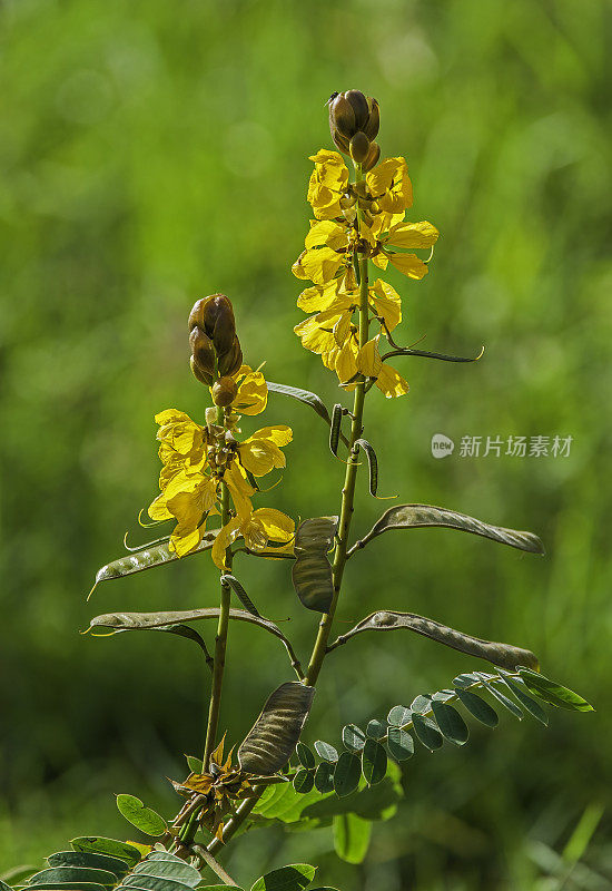 番泻叶是一种豆科开花植物，俗称烛花、非洲番泻叶、爆米花番泻叶。纳库鲁湖国家公园，肯尼亚