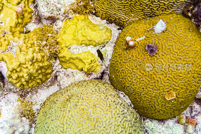 加勒比海热带海洋生物水下珊瑚礁和海洋鱼类