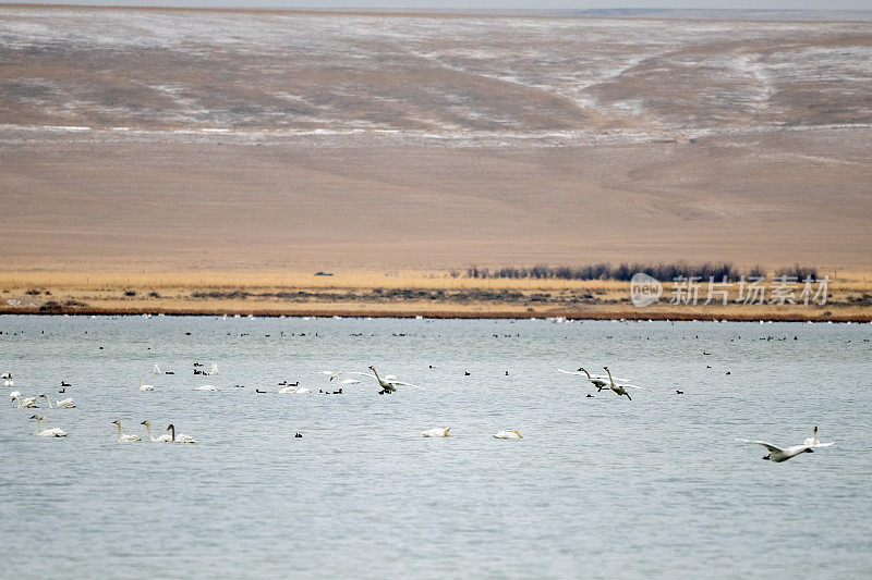 在蒙大拿的迁徙湖上游弋、飞翔、起飞和降落的天鹅