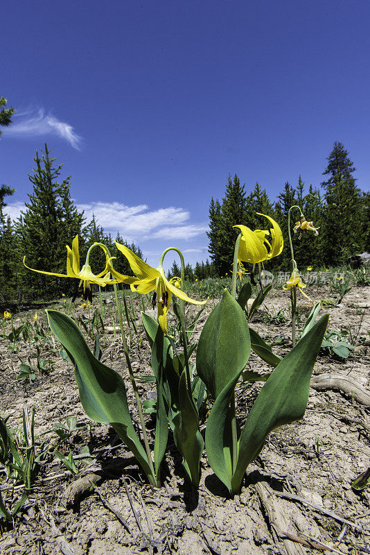 小鹿百合，红菊，产自怀俄明州黄石国家公园。