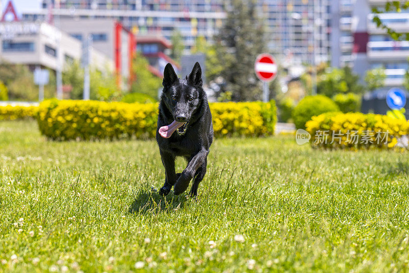 黑色德国牧羊犬坐在草地上