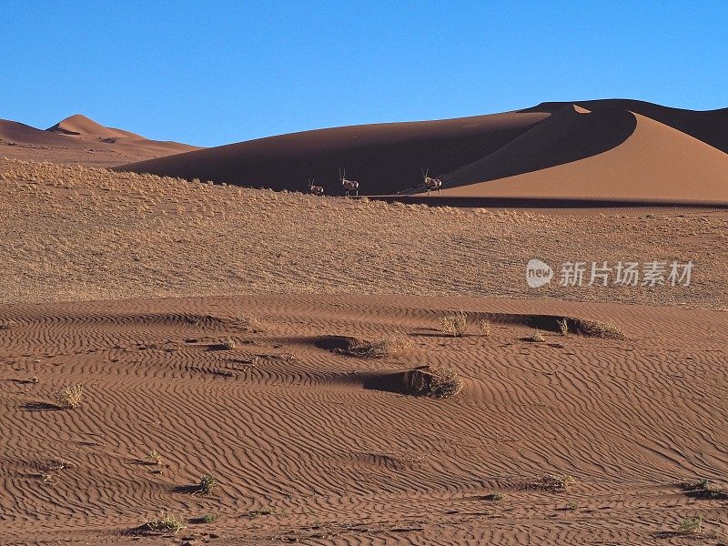 沙丘间的大羚羊