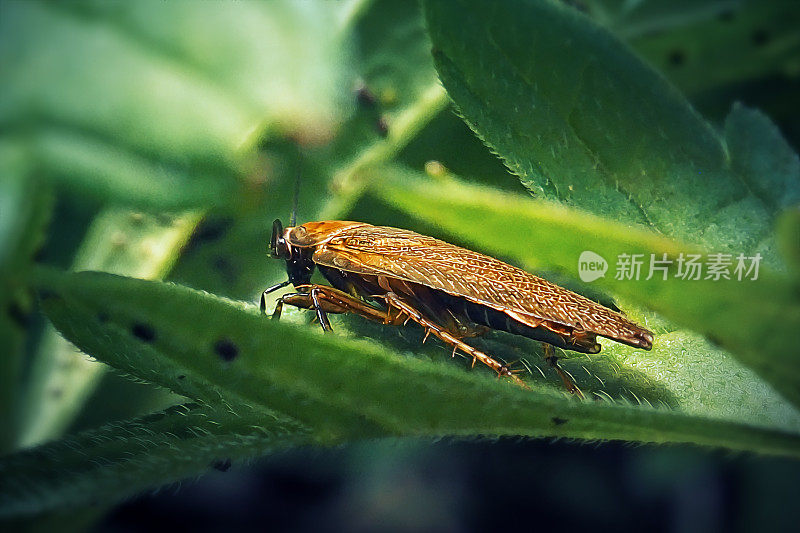 琥珀木体外生蟑螂昆虫