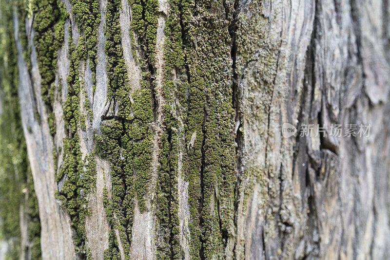 在新大道巴统阿加拉乔治亚州的公共公园里，选择性mos植物在树上