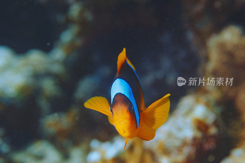 海洋生物。水下场景与海葵和海葵鱼鱼小丑鱼。水肺潜水员的观点。