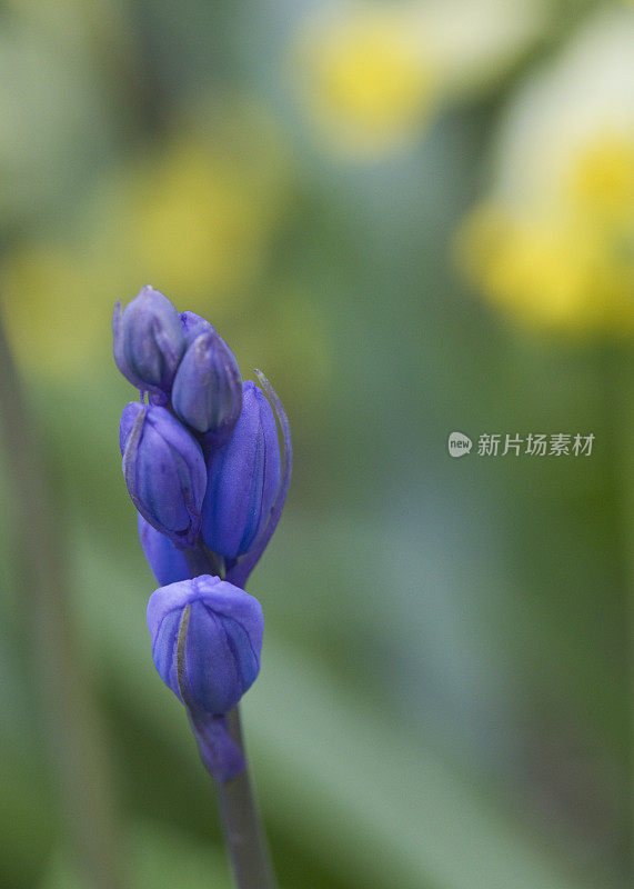 一个蓝铃花与樱草花的特写背景