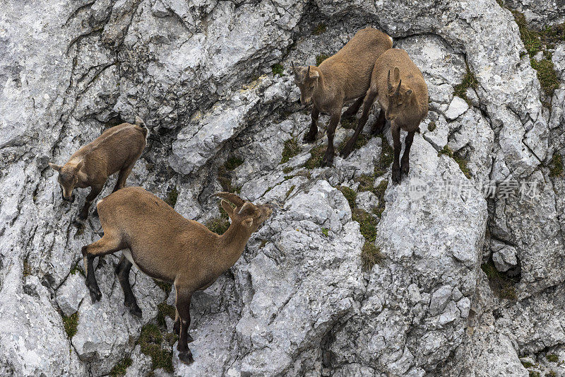 在阿尔卑斯山享受新生活的小野山羊(卡普拉野山羊)