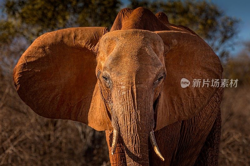 肯尼亚察沃国家公园的大象肖像