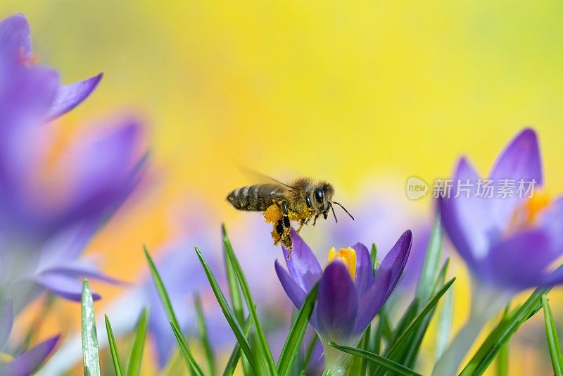 蜜蜂接近番红花