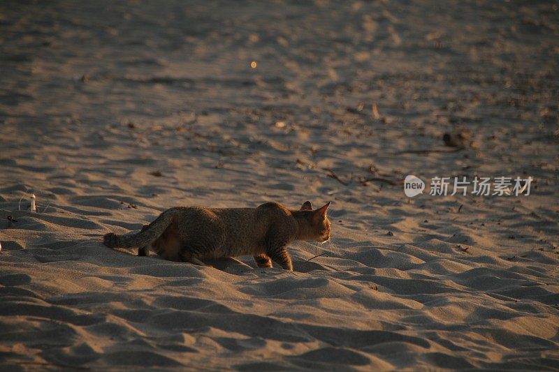 在亚齐日落时，猫在沙滩上放松的后视图