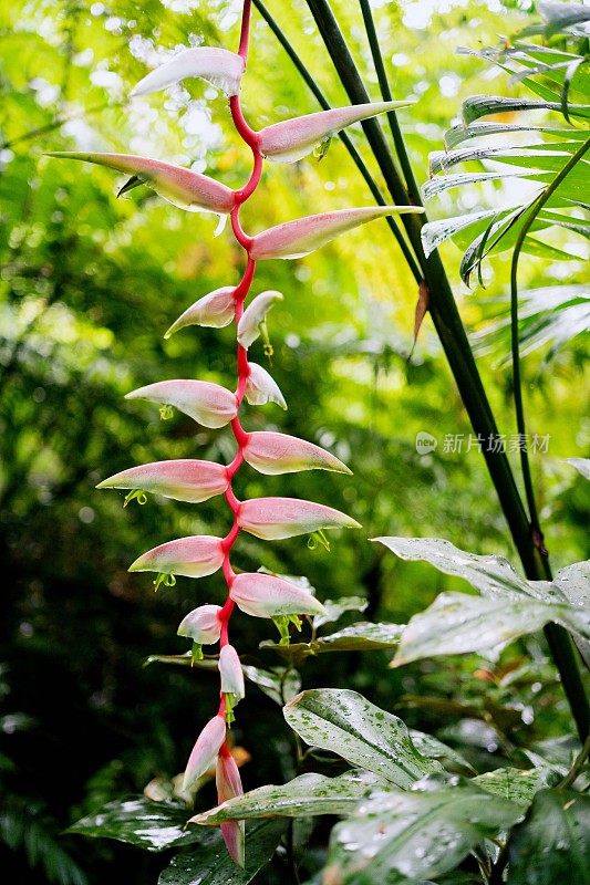 郁郁葱葱的绿色植物在热带丛林森林马来西亚槟城岛