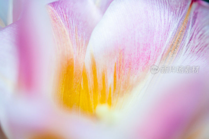 粉红色和橙色的郁金香花中心特写。