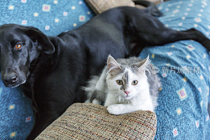 白色小猫与黑色拉布拉多犬共享沙发