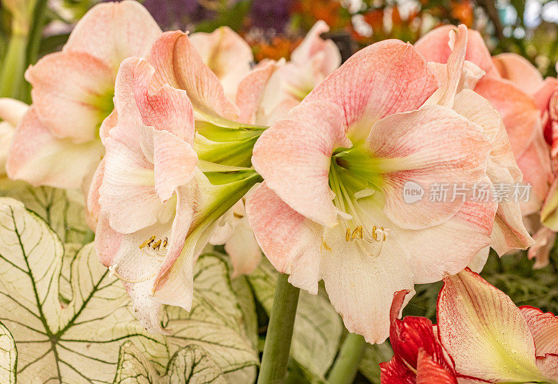 孤挺花(Hippeastrum)英国伦敦的“苹果花”