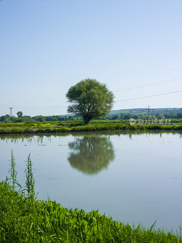 稻田