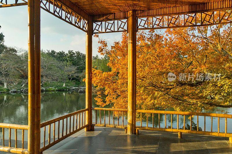中国杭州西湖岸边的一棵秋天的枫树