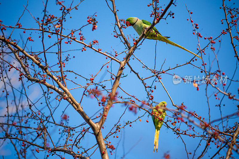 迁徙的环颈长尾鹦鹉正在吃树枝上的野生浆果