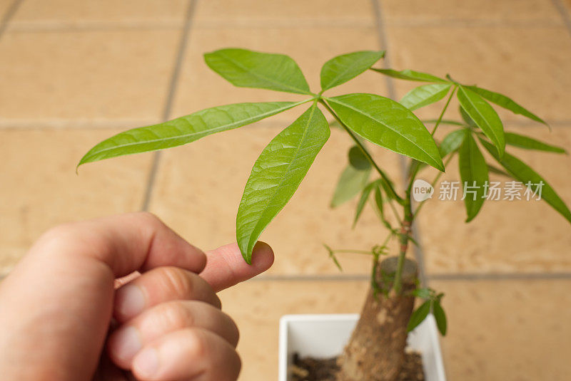 手触植物特写