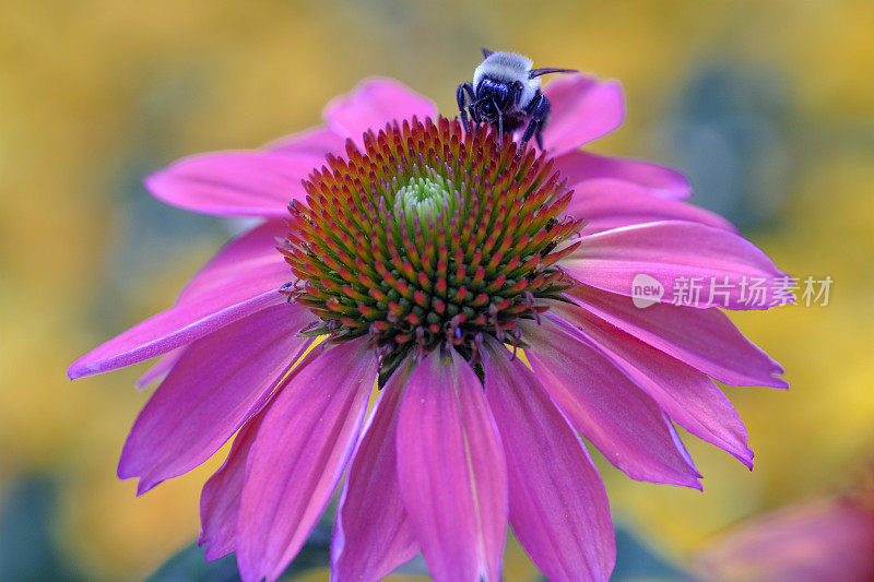 紫锥菊和蜜蜂