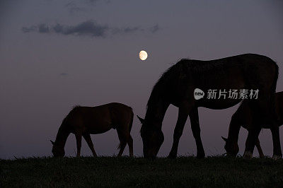 月亮与马