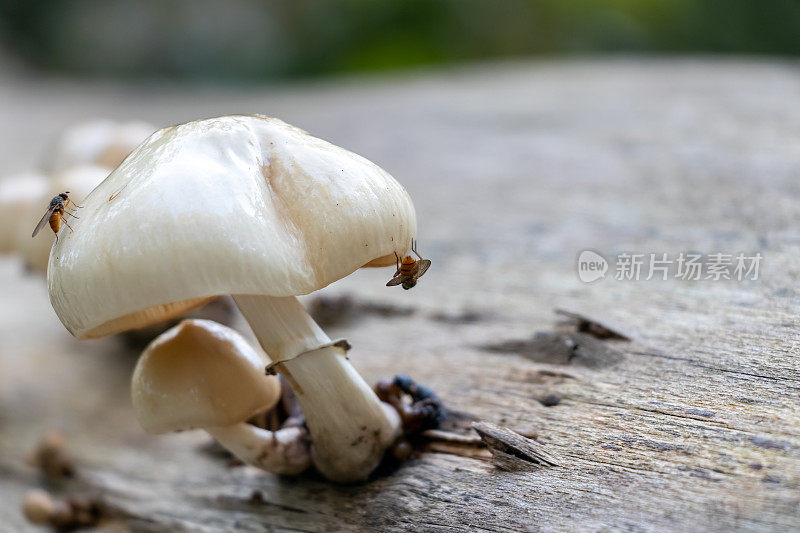 一棵腐烂的老树干上的瓷质真菌和两只苍蝇