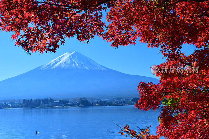 日本富士五湖地区的富士山和秋叶