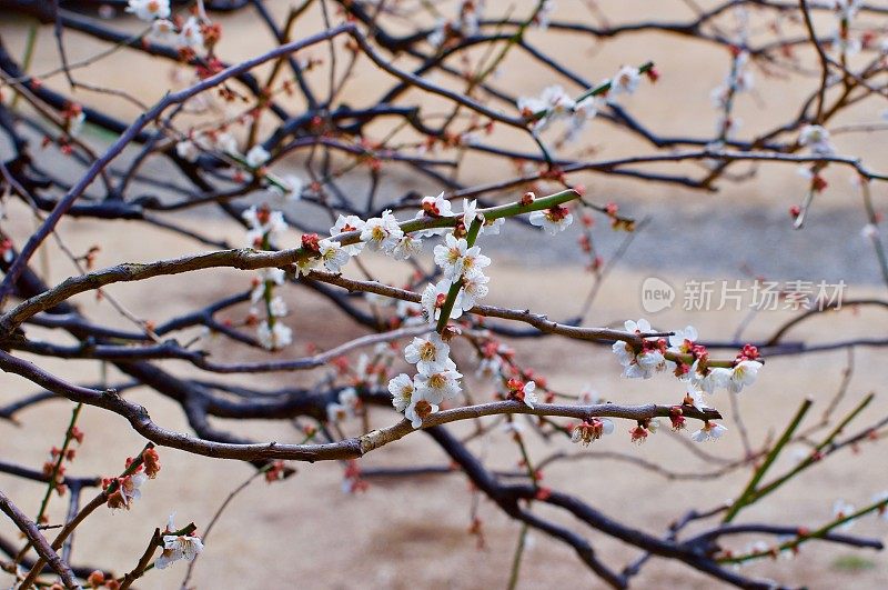 美丽的樱花盛开