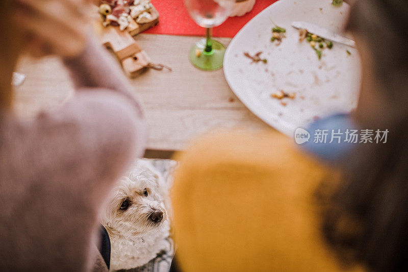 可爱的小水坑在等待桌子下的剩菜