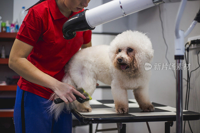 母狗美容师正在给小狗梳头