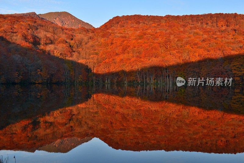 日本东北部和田市秋季沼泽的光影