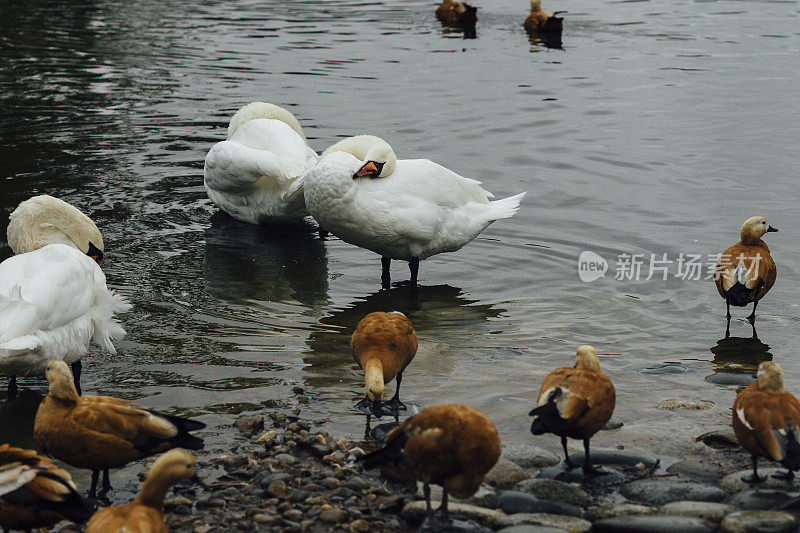 湖边聚集了一群鸭子和两只天鹅