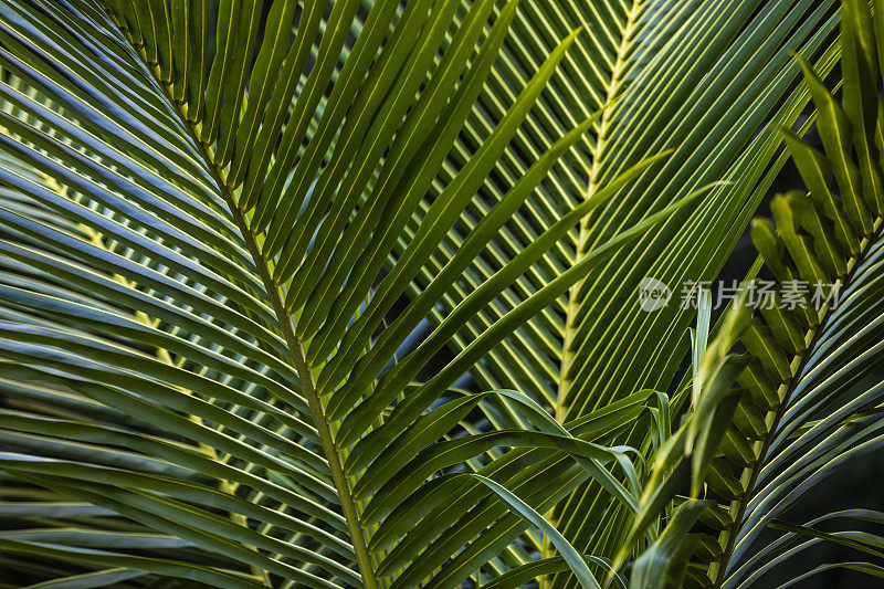 在法国堡拍摄的，简单的棕榈树叶子。