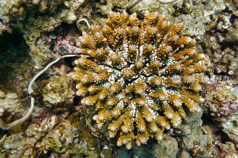 水下高角度角鹿角珊瑚(Acropora)