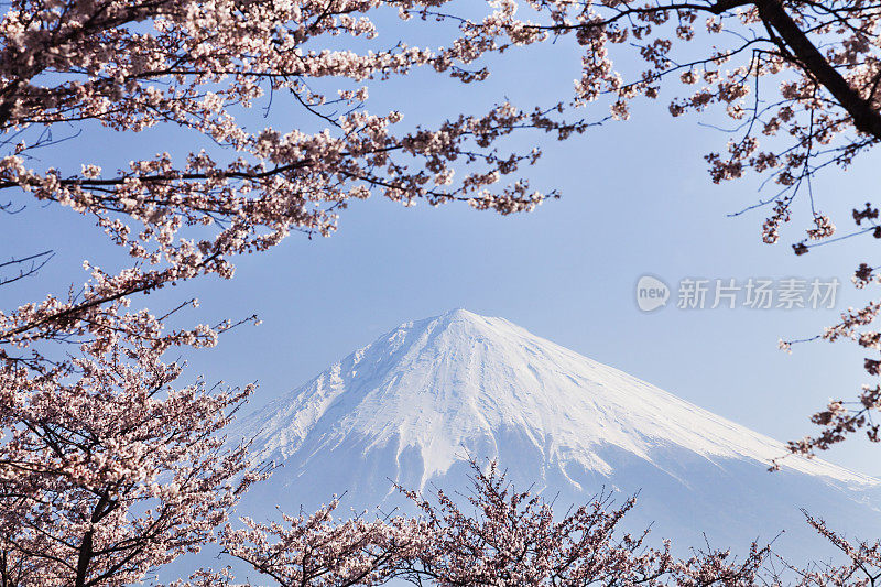 富士山穿过粉红色的樱花树