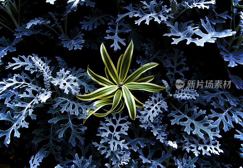 观叶植物