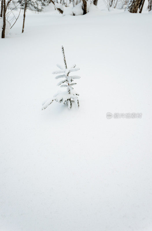 雪地上的小树苗