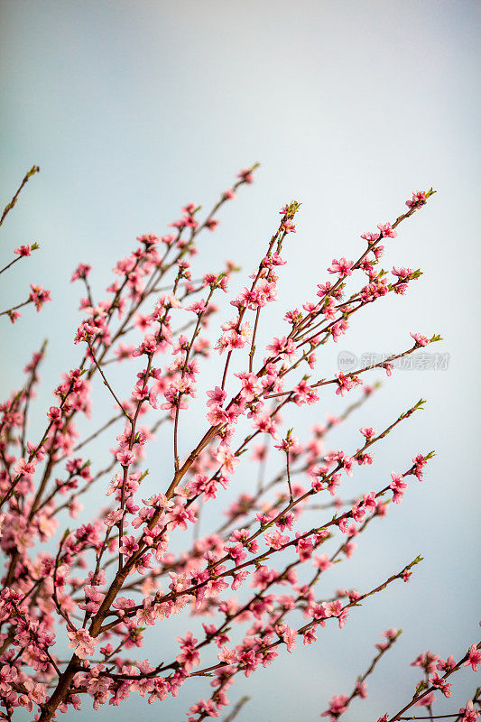 杏树在春天开花